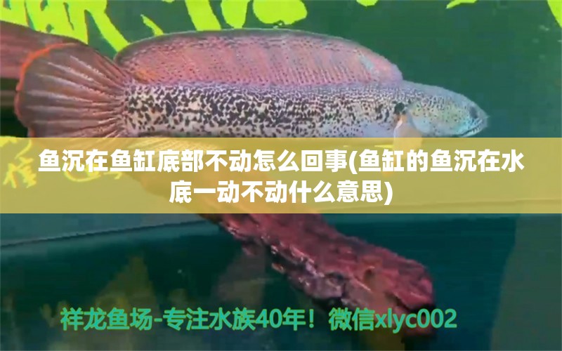 魚沉在魚缸底部不動(dòng)怎么回事(魚缸的魚沉在水底一動(dòng)不動(dòng)什么意思)