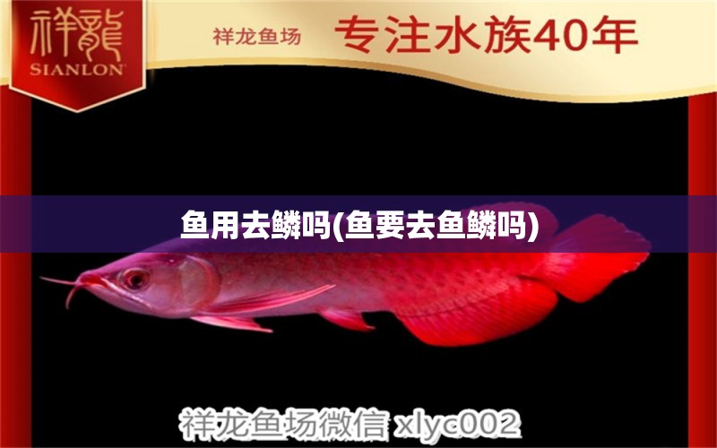 魚用去鱗嗎(魚要去魚鱗嗎)