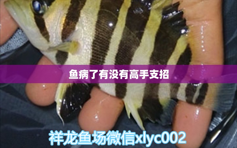 魚病了有沒有高手支招 蘇虎苗（蘇門答臘虎魚苗）