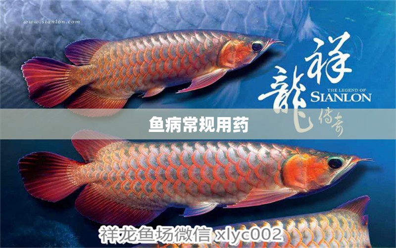 魚病常規(guī)用藥 龍魚疾病與治療