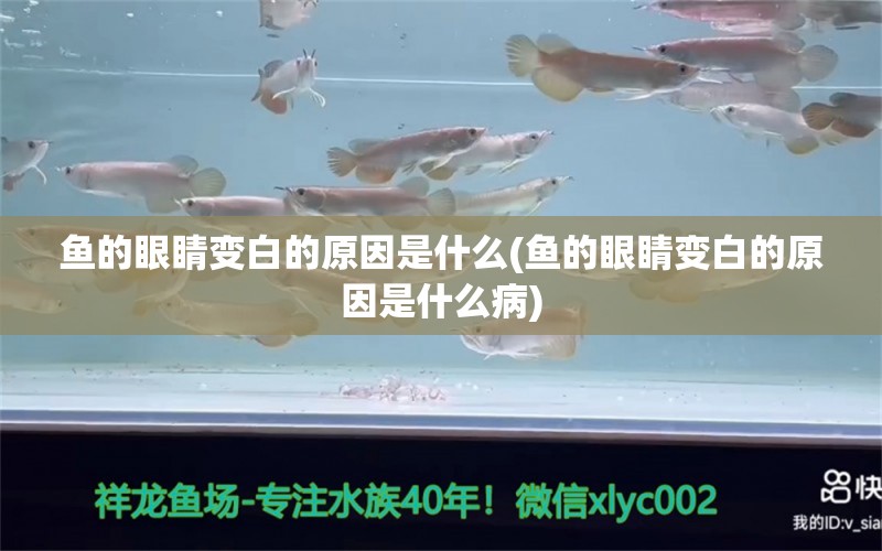 魚的眼睛變白的原因是什么(魚的眼睛變白的原因是什么病)