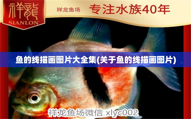 魚的線描畫圖片大全集(關(guān)于魚的線描畫圖片) 金三間魚