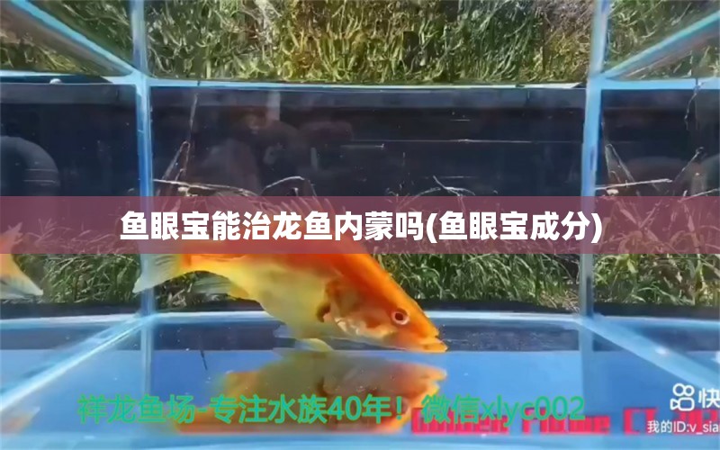 魚眼寶能治龍魚內(nèi)蒙嗎(魚眼寶成分) 三間鼠魚