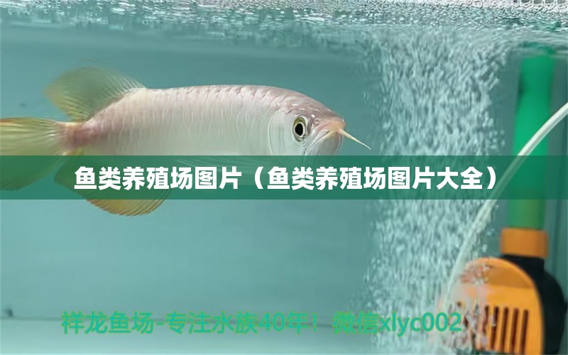 魚類養(yǎng)殖場圖片（魚類養(yǎng)殖場圖片大全）