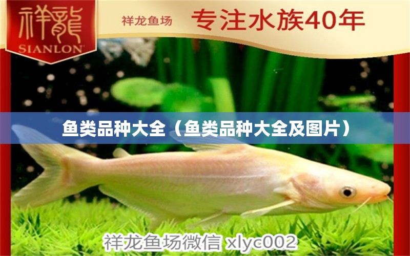 魚類品種大全（魚類品種大全及圖片） 泰國虎魚