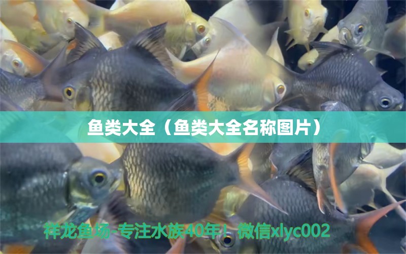 魚類大全（魚類大全名稱圖片）