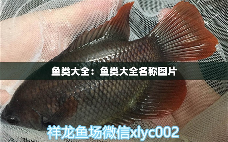 魚類大全：魚類大全名稱圖片