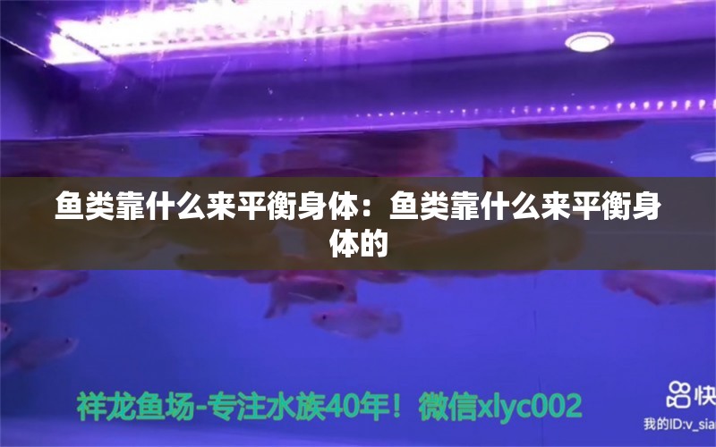 魚類靠什么來平衡身體：魚類靠什么來平衡身體的 一眉道人魚