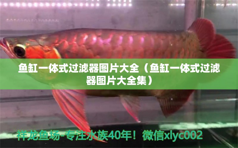 魚(yú)缸一體式過(guò)濾器圖片大全（魚(yú)缸一體式過(guò)濾器圖片大全集） 白化巴西龜（白巴）