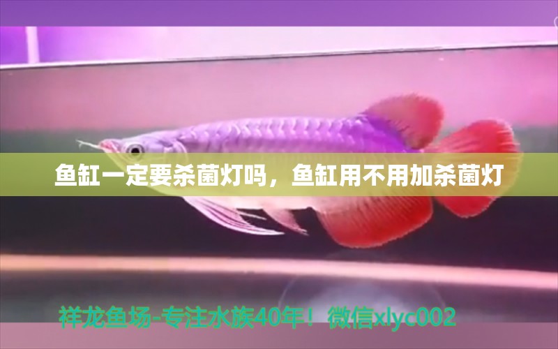 魚(yú)缸一定要?dú)⒕鸁魡?，魚(yú)缸用不用加殺菌燈 觀賞魚(yú)