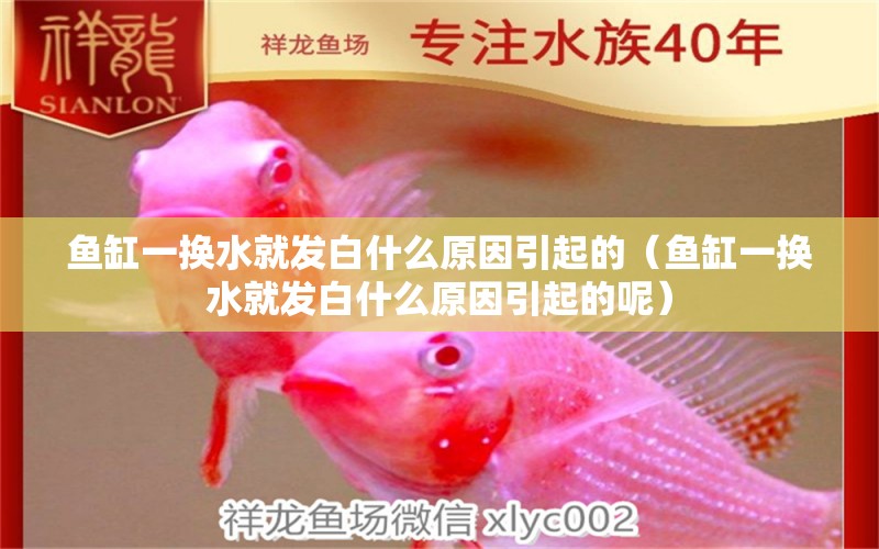 魚缸一換水就發(fā)白什么原因引起的（魚缸一換水就發(fā)白什么原因引起的呢）