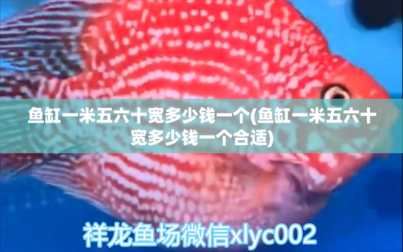 魚缸一米五六十寬多少錢一個(魚缸一米五六十寬多少錢一個合適) iwish愛唯希品牌魚缸