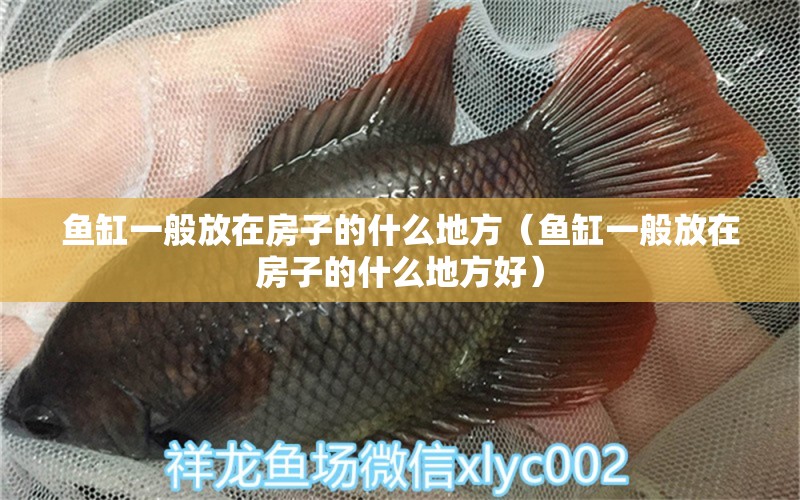 魚缸一般放在房子的什么地方（魚缸一般放在房子的什么地方好）