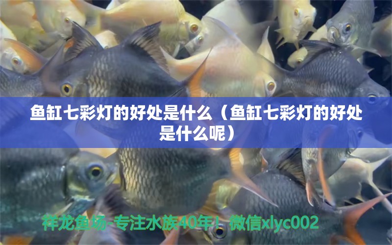 魚缸七彩燈的好處是什么（魚缸七彩燈的好處是什么呢） 潛水艇魚