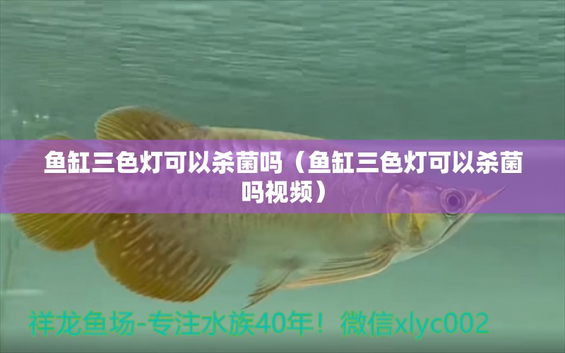 魚缸三色燈可以殺菌嗎（魚缸三色燈可以殺菌嗎視頻）