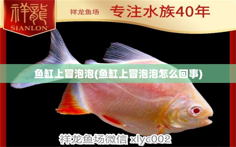 魚缸上冒泡泡(魚缸上冒泡泡怎么回事) 魚缸等水族設(shè)備