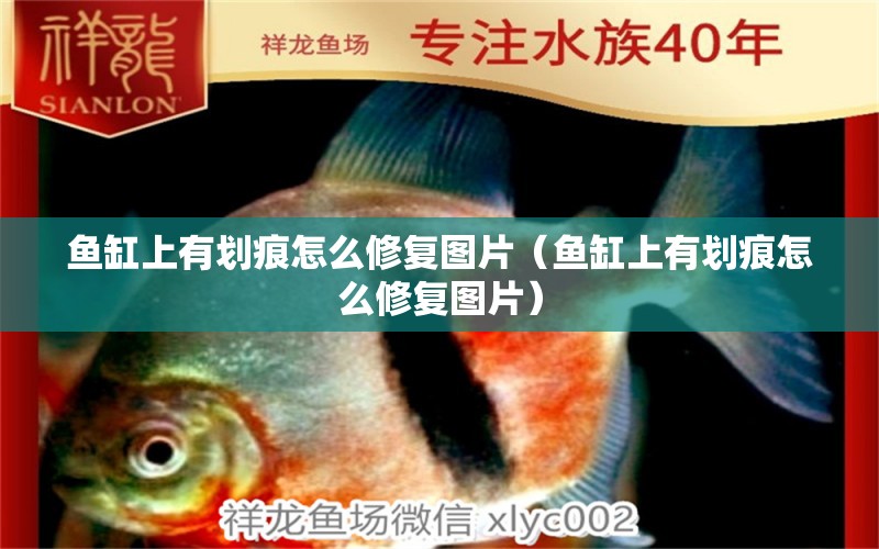 魚缸上有劃痕怎么修復(fù)圖片（魚缸上有劃痕怎么修復(fù)圖片）