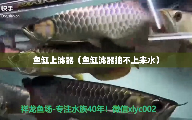 魚缸上濾器（魚缸濾器抽不上來水） 廣州觀賞魚批發(fā)市場