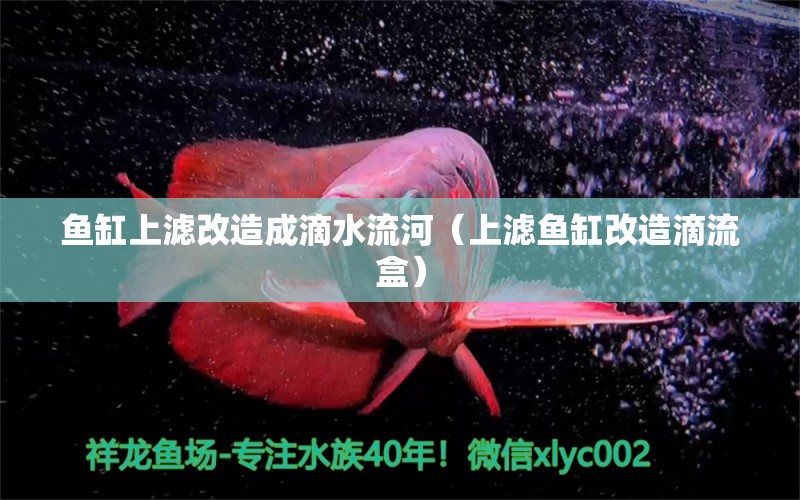 魚缸上濾改造成滴水流河（上濾魚缸改造滴流盒）