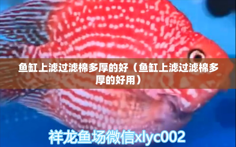 魚缸上濾過濾棉多厚的好（魚缸上濾過濾棉多厚的好用）