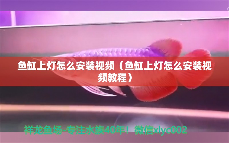 魚缸上燈怎么安裝視頻（魚缸上燈怎么安裝視頻教程） 大嘴鯨魚