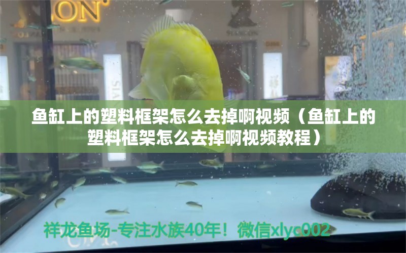 魚缸上的塑料框架怎么去掉啊視頻（魚缸上的塑料框架怎么去掉啊視頻教程）