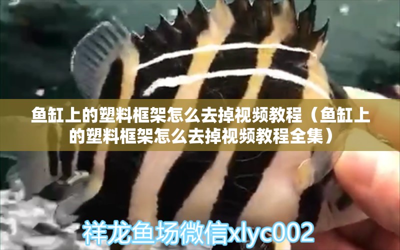 魚缸上的塑料框架怎么去掉視頻教程（魚缸上的塑料框架怎么去掉視頻教程全集）