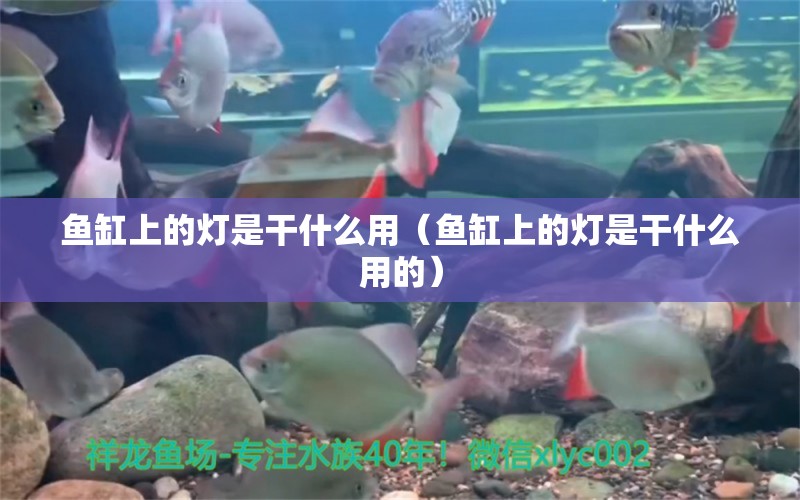 魚缸上的燈是干什么用（魚缸上的燈是干什么用的）