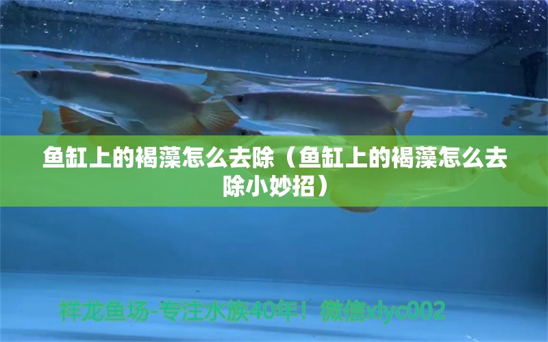 魚缸上的褐藻怎么去除（魚缸上的褐藻怎么去除小妙招） 魚缸百科