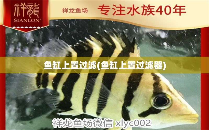 魚缸上置過濾(魚缸上置過濾器) 翡翠鳳凰魚