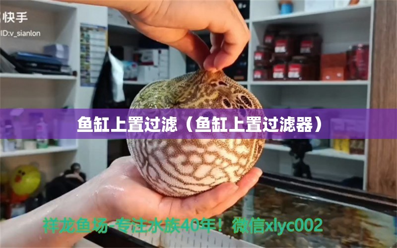 魚缸上置過(guò)濾（魚缸上置過(guò)濾器） 黑桃A魚苗