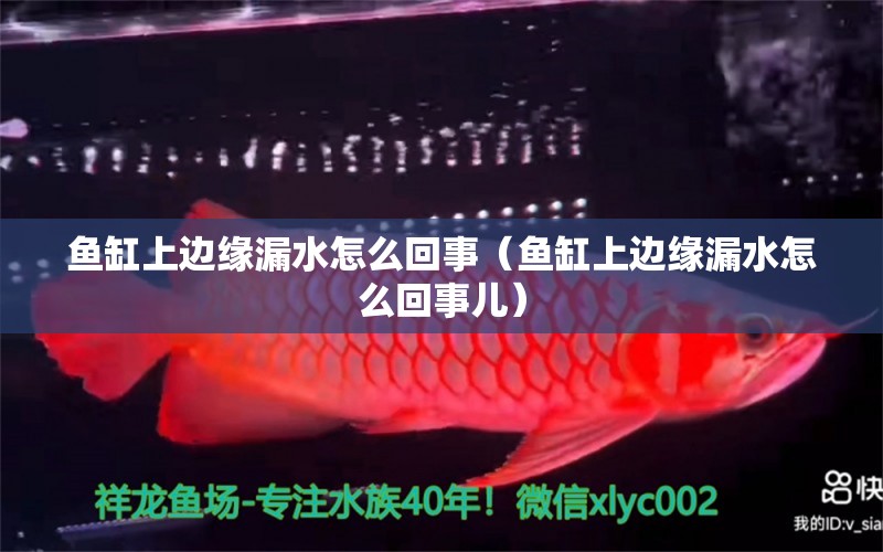 魚缸上邊緣漏水怎么回事（魚缸上邊緣漏水怎么回事兒） 金龍福龍魚