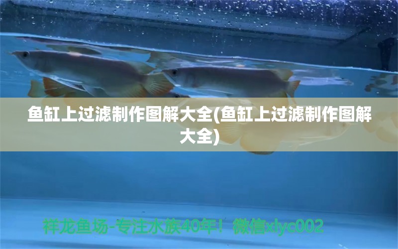 魚缸上過濾制作圖解大全(魚缸上過濾制作圖解大全) 斑馬鴨嘴魚苗