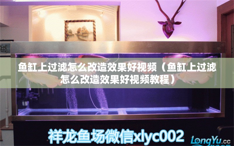 魚缸上過濾怎么改造效果好視頻（魚缸上過濾怎么改造效果好視頻教程） 祥龍水族醫(yī)院 第1張