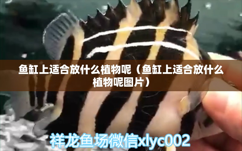 魚(yú)缸上適合放什么植物呢（魚(yú)缸上適合放什么植物呢圖片） 廣州觀賞魚(yú)批發(fā)市場(chǎng)