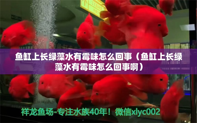 魚(yú)缸上長(zhǎng)綠藻水有霉味怎么回事（魚(yú)缸上長(zhǎng)綠藻水有霉味怎么回事啊）