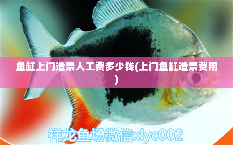 魚缸上門造景人工費(fèi)多少錢(上門魚缸造景費(fèi)用) 野生埃及神仙魚