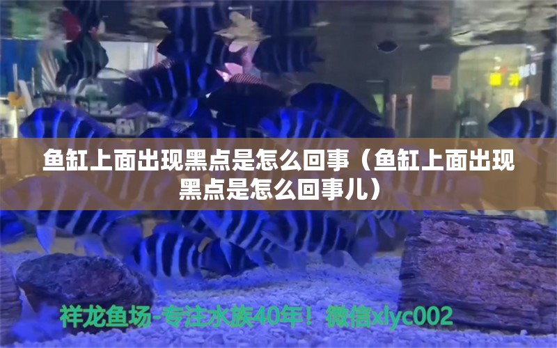 魚缸上面出現(xiàn)黑點是怎么回事（魚缸上面出現(xiàn)黑點是怎么回事兒）