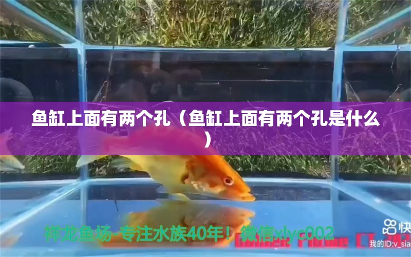 魚缸上面有兩個孔（魚缸上面有兩個孔是什么）