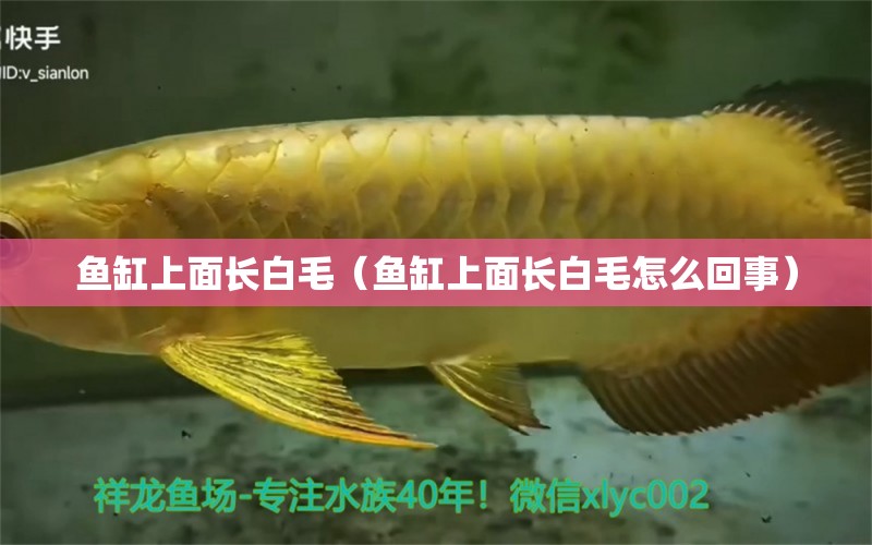 魚缸上面長白毛（魚缸上面長白毛怎么回事）