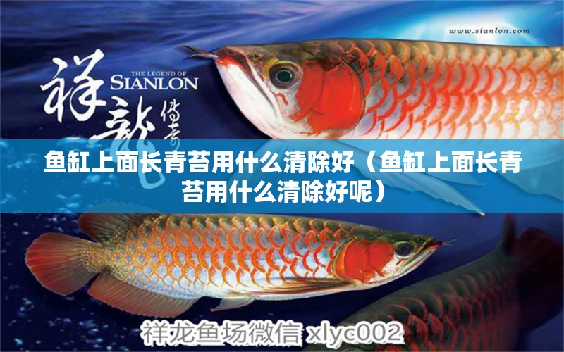 魚(yú)缸上面長(zhǎng)青苔用什么清除好（魚(yú)缸上面長(zhǎng)青苔用什么清除好呢）