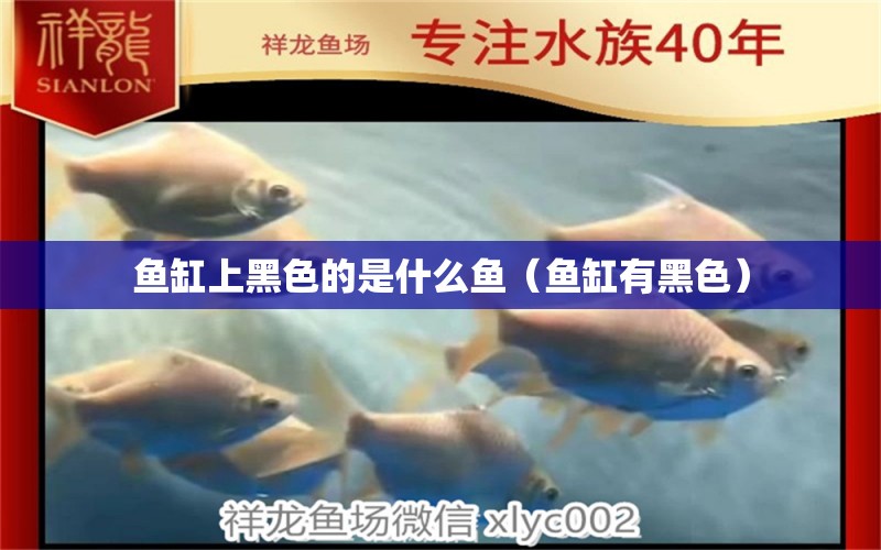 魚缸上黑色的是什么魚（魚缸有黑色）