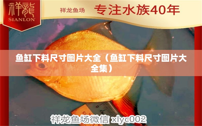 魚缸下料尺寸圖片大全（魚缸下料尺寸圖片大全集） 祥龍水族醫(yī)院