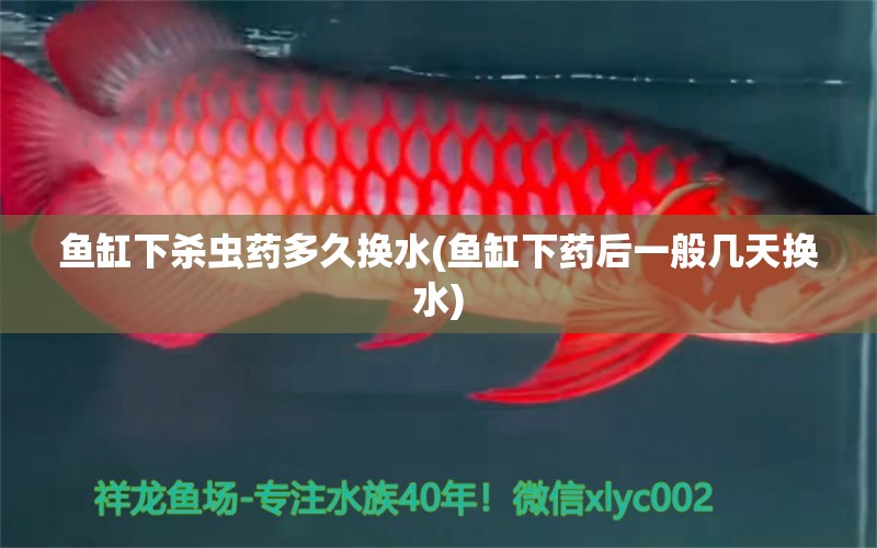 魚缸下殺蟲藥多久換水(魚缸下藥后一般幾天換水)