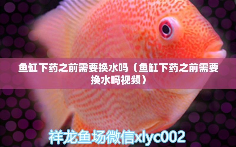 魚缸下藥之前需要換水嗎（魚缸下藥之前需要換水嗎視頻）