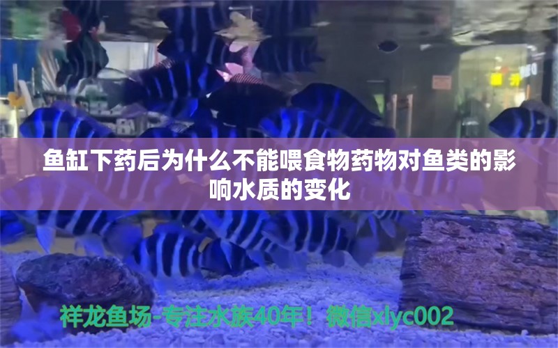 魚缸下藥后為什么不能喂食物藥物對魚類的影響水質的變化 羅漢魚批發(fā)