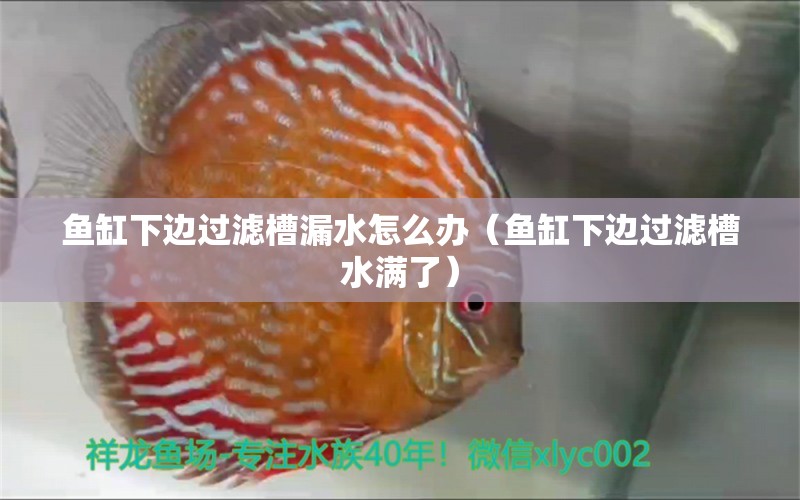 魚(yú)缸下邊過(guò)濾槽漏水怎么辦（魚(yú)缸下邊過(guò)濾槽水滿(mǎn)了）