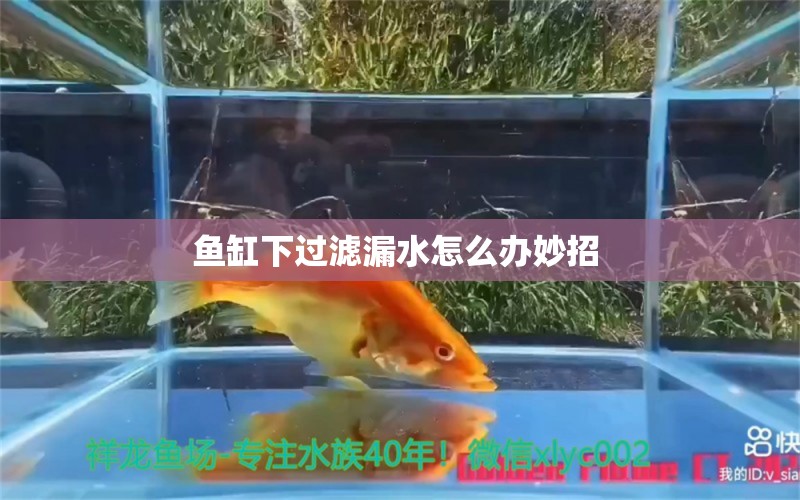 魚缸下過濾漏水怎么辦妙招  元寶鳳凰魚