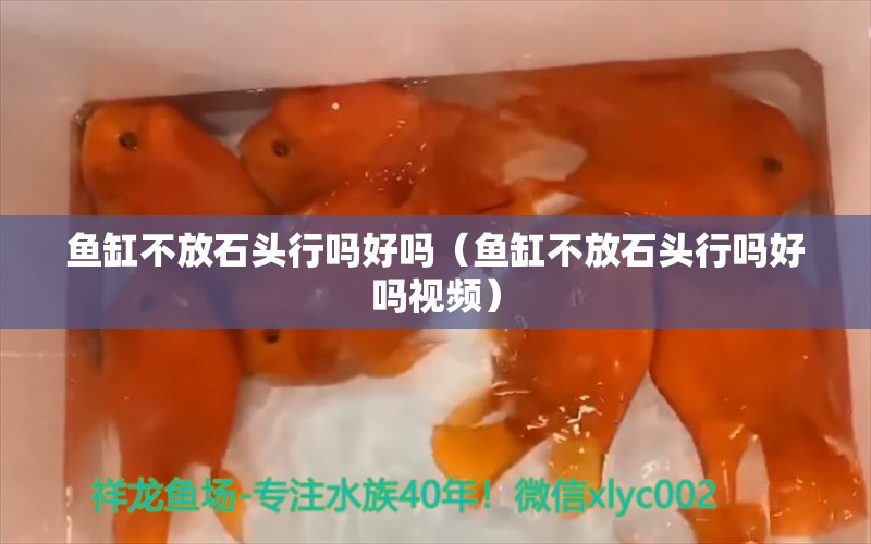 魚缸不放石頭行嗎好嗎（魚缸不放石頭行嗎好嗎視頻） 其他品牌魚缸