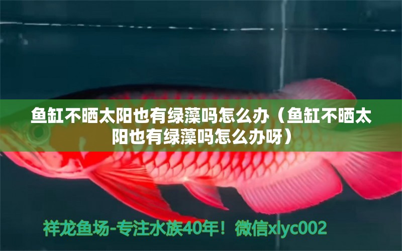 魚缸不曬太陽(yáng)也有綠藻嗎怎么辦（魚缸不曬太陽(yáng)也有綠藻嗎怎么辦呀） 觀賞魚市場(chǎng)（混養(yǎng)魚）